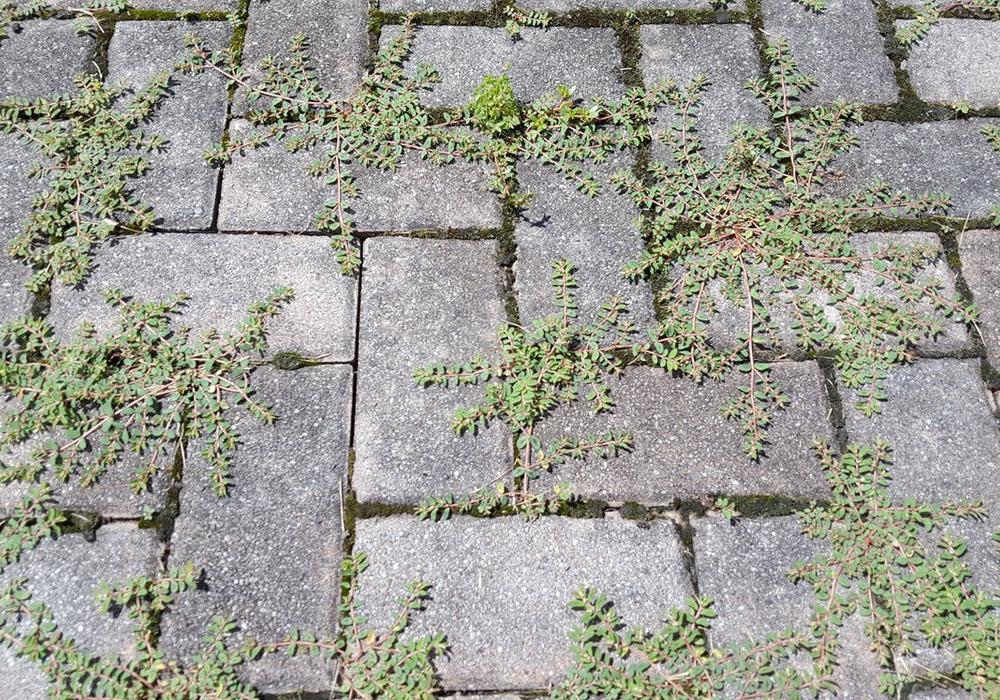 Onkruid op terras